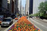 Tulips on Michigan Avenue, cars, automobiles, vehicles