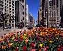 Tulips, Wrigley Plaza, springtime