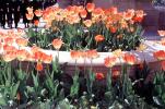 Tulips, Wrigley Plaza, CLCV07P12_18