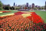 Tulips, Lincoln Park, CLCV08P06_02