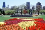 Tulips, Lincoln Park