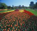 Tulips, Lincoln Park, CLCV08P06_08