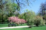 trees, path, pathway, blossom, spring, springtime, sunny, outside, outdoors, Lincoln Park, CLCV08P06_19