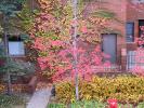 Tree, Brick Wall, Ivy, autumn, CLED01_026