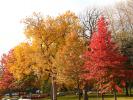 fall colors, Autumn, Trees, Vegetation, Flora, Plants, Colorful, Woods, Forest, Exterior, Outdoors, Outside