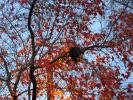 autumn, CLED01_090