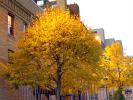 fall colors, tree, Autumn, Trees, Vegetation, Flora, Plants, Colorful, Beautiful, Exterior, Outdoors, Outside, peaceful, CLED01_094