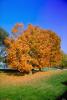 fall colors, Autumn, Trees, Vegetation, Flora, Plants, Woods, Forest, Exterior, Outdoors, Outside, Rural, peaceful