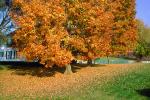 fall colors, Autumn, Trees, Vegetation, Flora, Plants, Woods, Forest, Exterior, Outdoors, Outside, Rural, peaceful