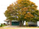 Home, House, Garage, Tree, autumn