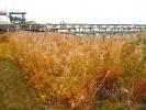 Marsh Reeds, Port Sanilac, Michigan, CLMD01_193