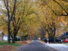 Tree lined street, road, neighborhood, City of Port Huron, autumn, CLMD01_238