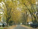 Tree lined street, road, neighborhood, autumn, City of Port Huron, CLMD01_239