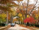 Bay Village, Tree Lined Street, Road, Sidewalk, Home, House, Single Family Dwelling Unit, Autumn, City of Huron Ohio, CLOD01_127