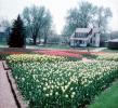 Tulips, Home, House, Garden, Tulips, CLOV02P01_10