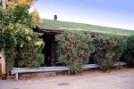 Grass sod roof, goats, Al Johnson's Swedish Restaurant, Green Bay Peninsula, Door County, CLWV01P06_15