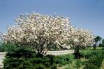 Tree Blossoms, Des Moines, CMIV01P05_15