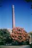 fall colors, Autumn, Trees, Vegetation, Flora, Plants, Exterior, Outdoors, Outside, Wyandotte High School, building, Kansas City, 1952, 1950s, CMKV01P07_18