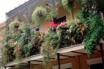 Plants, Balcony, Guardrail, Building, French Quarter, CMLV01P12_08
