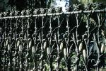 Cornstalk Fence