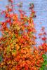 Ivy, fall colors, Autumn, Vegetation, Flora, Plants, Wall, Exterior, Outdoors, Outside, CMMV01P06_03.0897
