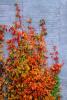 Ivy, fall colors, Autumn, Vegetation, Flora, Plants, Wall, Exterior, Outdoors, Outside, CMMV01P06_04.0897