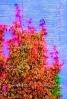Ivy, fall colors, Autumn, Vegetation, Flora, Plants, Wall, Exterior, Outdoors, Outside, CMMV01P06_04B.0897