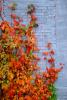 Ivy, fall colors, Autumn, Vegetation, Flora, Plants, Wall, Exterior, Outdoors, Outside, CMMV01P06_08.0897