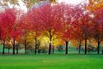 Tree lined sidewalk, Autumn, Deciduous Trees, Twilight, Dusk, Dawn, CMMV01P07_09B.1821