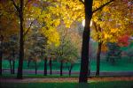 Tree lined sidewalk, Autumn, Deciduous Trees, Twilight, Dusk, Dawn, CMMV01P07_10.1821