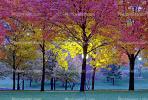 Autumn, Deciduous Trees, Fall Colors, Twilight, Dusk, Dawn, Night, Nighttime, Exterior, Outdoors, Outside, CMMV01P07_11B.1821