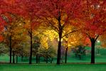 Autumn, Deciduous Trees, Fall Colors, Twilight, Dusk, Dawn, Night, Nighttime, Exterior, Outdoors, Outside, CMMV01P07_11B