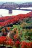 Autumn, Deciduous Trees, Fall Colors, River, Bridge, Water, Waterside, Bucolic, CMMV01P09_17