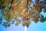 The Gateway Arch, looking-up, tree, autumn, CMMV01P15_13