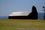 Barn, Field, Tree, Lakeville, Sonoma County, CNCD01_174