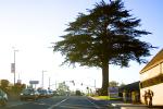 Tree in Aptos, Santa Cruz County
