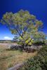 Big Tree, Freestone, Sonoma County