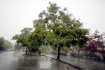 Tree, Downtown Occidental