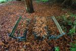 Fallen Leaves in a Garden, CNCD02_151