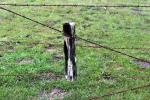 Barbed Wire Fence, CNCD03_162