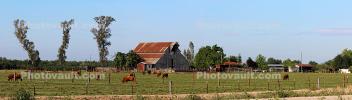 Cows, Pasture, Barn, trees, fields, east of Gustine, Merced County, CNCD03_223