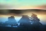 Foggy Trees, Early Morning Sunrise, sunsight, clouds, fog, Hills