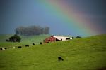 Grazing Cows, barns, building, hills, rain, rainbow, trees, grazing, CNCD04_110