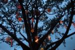 Tree with Lights, Point Reyes Station, Marin County, town, CNCD04_128