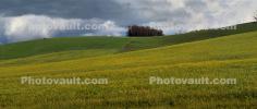 Yellow Fields, hills, CNCD05_009