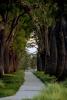 Tree Lined Walkway, Path, CNCD05_134