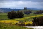 Bloomfield, Sonoma County, Trees, Yellow Flower Fields, CNCD05_148