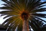 Palm Tree Sparkle, CNCD06_023