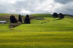 Green Yellow fields, Bloomfield, Valley Ford, Sonoma County, CNCD06_044
