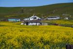Yellow Mustard Flowers on a Hill, Bloomberg Sonoma County, CNCD06_244